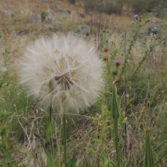 Tragopogon dubius (Goatsbeard) at Point Hut to Tharwa - 31 Jan 2015 by MichaelBedingfield