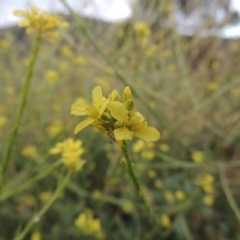 Hirschfeldia incana (Buchan Weed) at Point Hut to Tharwa - 31 Jan 2014 by MichaelBedingfield