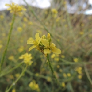 Hirschfeldia incana at Paddys River, ACT - 31 Jan 2014