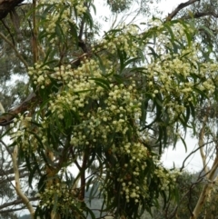 Acacia implexa (Hickory Wattle, Lightwood) at Macarthur, ACT - 19 Jan 2015 by ArcherCallaway