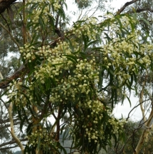 Acacia implexa at Macarthur, ACT - 19 Jan 2015