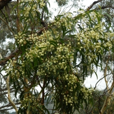 Acacia implexa (Hickory Wattle, Lightwood) at Macarthur, ACT - 19 Jan 2015 by ArcherCallaway