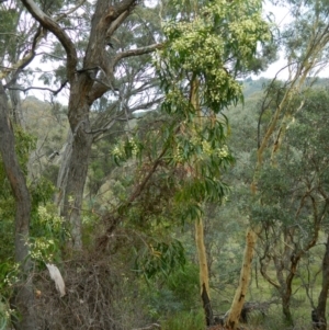 Acacia implexa at Macarthur, ACT - 19 Jan 2015 07:41 AM