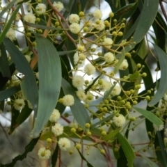 Acacia implexa at Macarthur, ACT - 19 Jan 2015