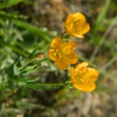 Hypericum gramineum (Small St Johns Wort) at Wanniassa Hill - 19 Jan 2015 by ArcherCallaway