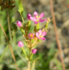 Centaurium sp. (Centaury) at Wanniassa Hill - 18 Jan 2015 by RyuCallaway