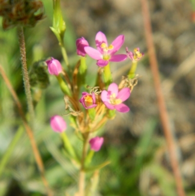 Centaurium sp. (Centaury) at Wanniassa Hill - 18 Jan 2015 by RyuCallaway