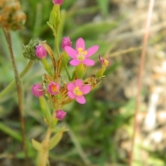 Centaurium sp. at Wanniassa Hill - 19 Jan 2015