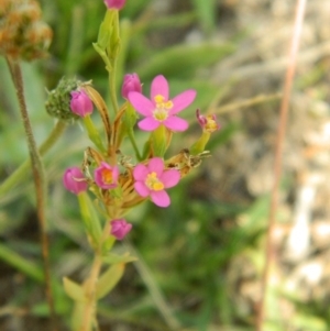 Centaurium sp. at Wanniassa Hill - 19 Jan 2015