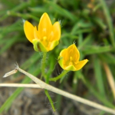 Hypoxis hygrometrica var. hygrometrica (Golden Weather-grass) at Wanniassa Hill - 19 Jan 2015 by ArcherCallaway