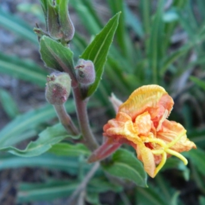 Oenothera stricta subsp. stricta (Common Evening Primrose) at Greenway, ACT - 15 Jan 2015 by RyuCallaway