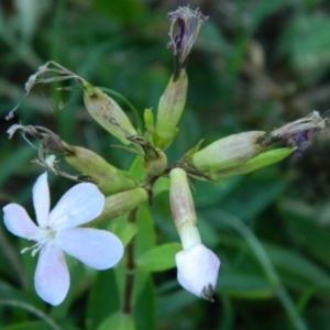 Saponaria officinalis at Greenway, ACT - 15 Jan 2015