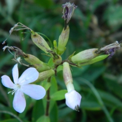 Saponaria officinalis (Soapwort, Bouncing Bet) at Greenway, ACT - 15 Jan 2015 by ArcherCallaway