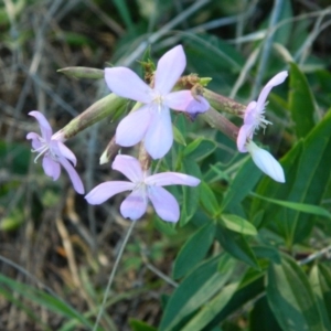 Saponaria officinalis at Greenway, ACT - 15 Jan 2015