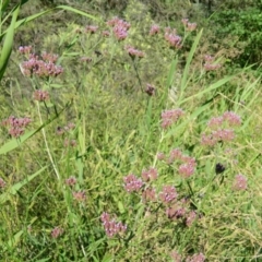 Verbena incompta (Purpletop) at Gordon, ACT - 17 Jan 2015 by RyuCallaway