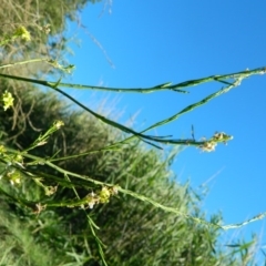 Hirschfeldia incana (Buchan Weed) at Gordon, ACT - 17 Jan 2015 by ArcherCallaway