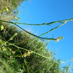 Hirschfeldia incana (Buchan Weed) at Point Hut to Tharwa - 17 Jan 2015 by ArcherCallaway