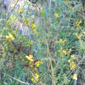 Hypericum perforatum at Gordon, ACT - 17 Jan 2015 06:19 PM