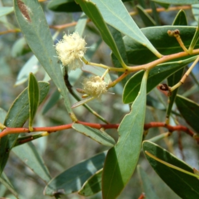 Acacia penninervis var. penninervis (Hickory Wattle) at Fadden, ACT - 1 Feb 2015 by julielindner