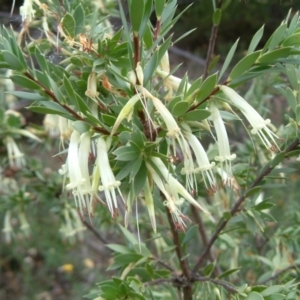 Styphelia triflora at Fadden, ACT - 2 Feb 2015