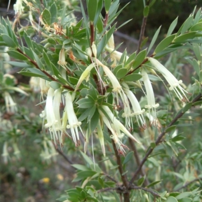 Styphelia triflora (Five-corners) at Fadden, ACT - 2 Feb 2015 by julielindner