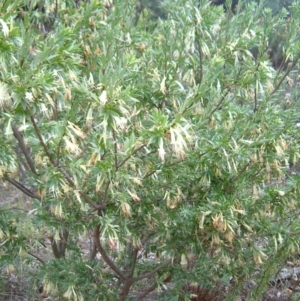 Styphelia triflora at Fadden, ACT - 2 Feb 2015