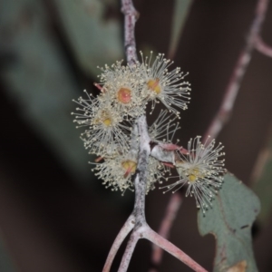 Eucalyptus nortonii at Tennent, ACT - 4 Feb 2015 08:41 PM