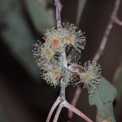 Eucalyptus nortonii (Large-flowered Bundy) at Tennent, ACT - 4 Feb 2015 by michaelb