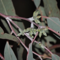 Eucalyptus nortonii at Tennent, ACT - 4 Feb 2015 08:41 PM