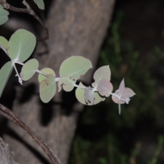 Eucalyptus nortonii at Tennent, ACT - 4 Feb 2015 08:41 PM