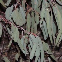 Eucalyptus nortonii at Tennent, ACT - 4 Feb 2015 08:41 PM