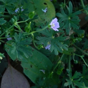 Geranium solanderi var. solanderi at Fadden, ACT - 8 Feb 2015 08:45 AM