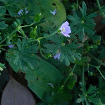 Geranium solanderi var. solanderi (Native Geranium) at Fadden, ACT - 8 Feb 2015 by ArcherCallaway