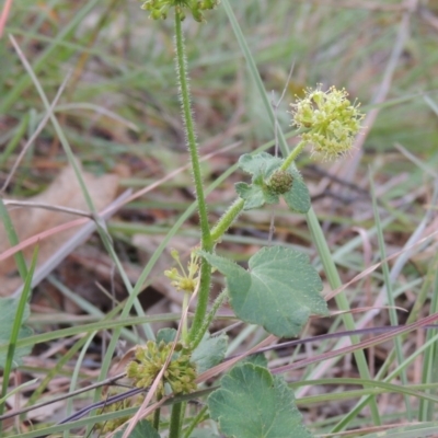 Hydrocotyle laxiflora (Stinking Pennywort) at Tuggeranong Hill - 31 Jan 2015 by michaelb