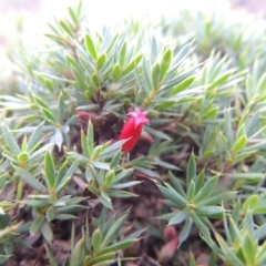 Astroloma humifusum (Cranberry Heath) at Tuggeranong Hill - 31 Jan 2015 by michaelb