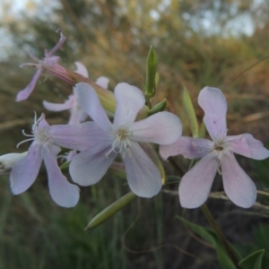 Saponaria officinalis at Greenway, ACT - 19 Nov 2014