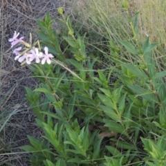 Saponaria officinalis at Greenway, ACT - 19 Nov 2014