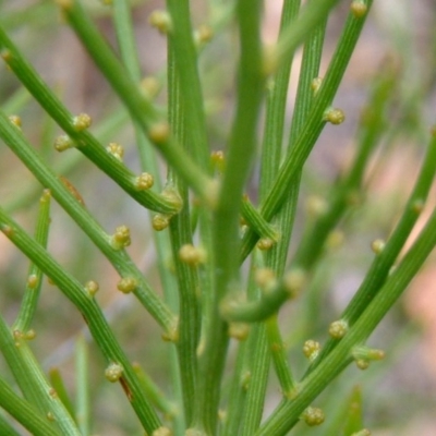 Omphacomeria acerba (Leafless Sour-bush) at Kowen, ACT - 4 Feb 2015 by julielindner
