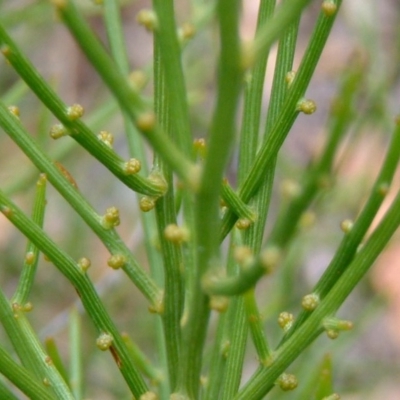 Omphacomeria acerba (Leafless Sour-bush) at Kowen Woodland - 4 Feb 2015 by julielindner