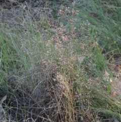 Aira elegantissima (Delicate Hairgrass) at Bonython, ACT - 8 Nov 2014 by michaelb