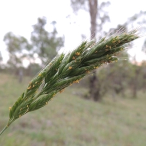 Bromus hordeaceus at Tennent, ACT - 23 Nov 2014 07:51 PM