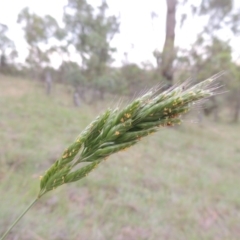 Bromus hordeaceus at Tennent, ACT - 23 Nov 2014 07:51 PM