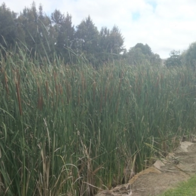 Typha domingensis (Bullrush) at Acton, ACT - 4 Feb 2015 by TimYiu