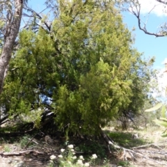 Exocarpos cupressiformis (Cherry Ballart) at Isaacs Ridge - 28 Jan 2015 by Mike