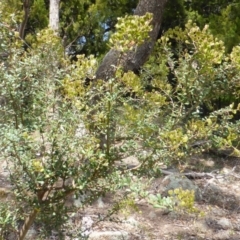 Bursaria spinosa (Native Blackthorn, Sweet Bursaria) at Isaacs Ridge - 28 Jan 2015 by Mike