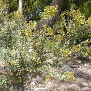 Bursaria spinosa at Symonston, ACT - 28 Jan 2015