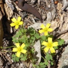 Oxalis perennans (Grassland Wood Sorrel) at Isaacs Ridge - 28 Jan 2015 by Mike