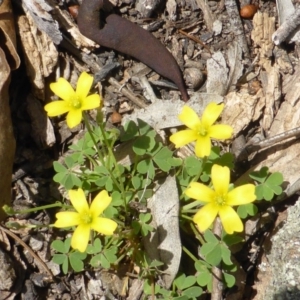 Oxalis perennans at Isaacs Ridge - 28 Jan 2015 02:14 PM