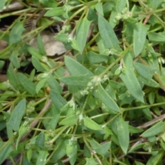 Einadia nutans subsp. nutans (Climbing Saltbush) at Symonston, ACT - 28 Jan 2015 by Mike