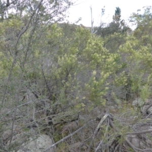 Cassinia quinquefaria at Isaacs Ridge - 28 Jan 2015